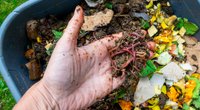 Unsere kleine Wurmfarm: So sinnvoll ist das Kompostieren mit einer Wurmkiste