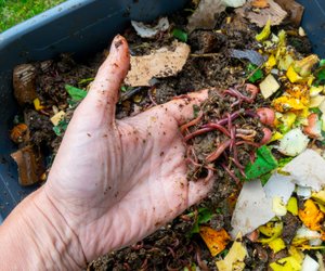 Unsere kleine Wurmfarm: So sinnvoll ist das Kompostieren mit einer Wurmkiste