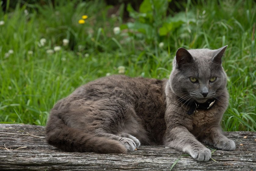 Karthäuser-Katze im Freien