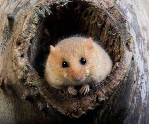 5 Dinge, die du noch nicht über Haselmäuse weißt