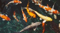 Trinken Fische Wasser? Für Kinder erklärt