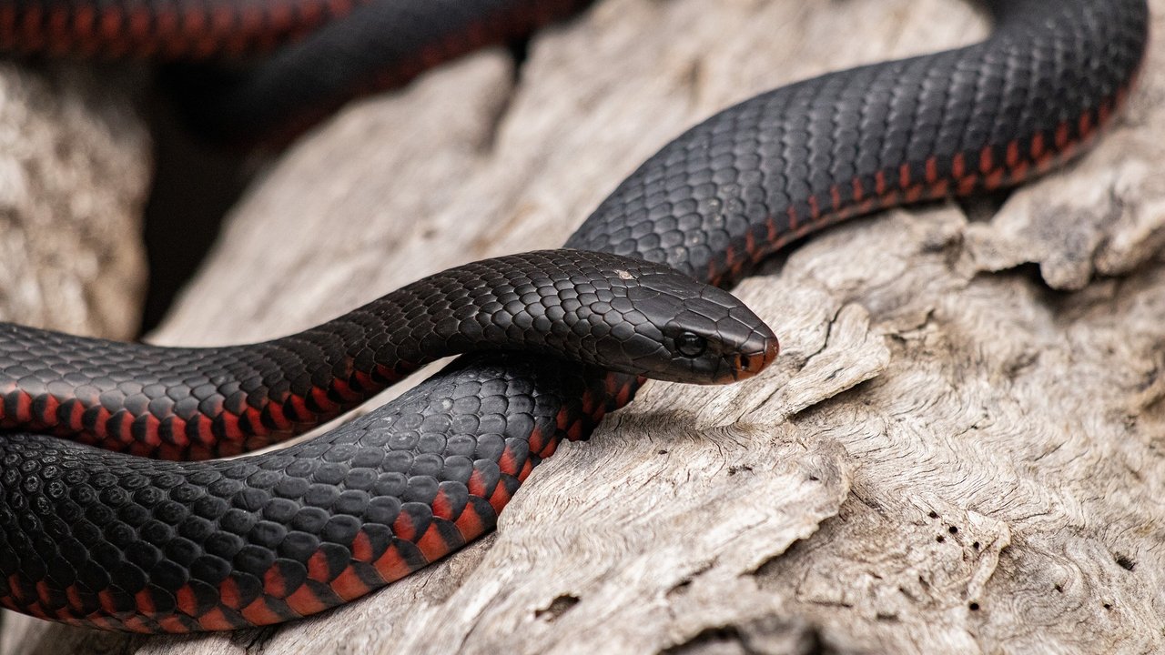 Schlangen sind beeindruckende Tiere, die überall auf der Welt leben.