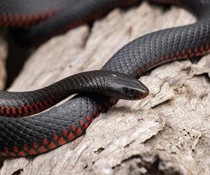 Wie alt werden Schlangen? So lange leben die Reptilien