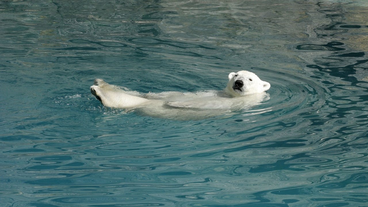 Eisbären sind gute Schwimmer.