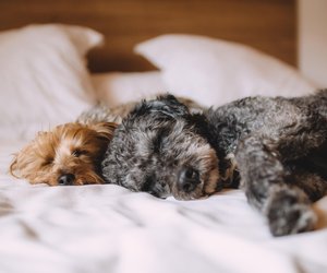 Dürfen Hunde Quinoa essen? Die spannende Antwort