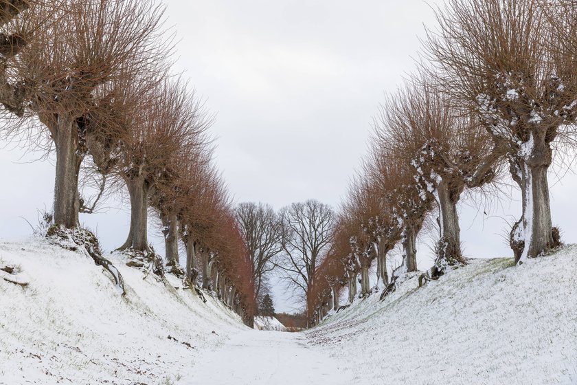 Die Festonallee vor Schloss Bothmer im Winter