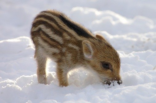 Wildschwein im Winter und Schnee