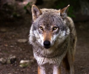Was fressen Wölfe? Diese Tiere stehen auf ihrem Speiseplan