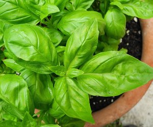 Thai-Basilikum einfrieren: So bleibt das exotische Kraut knackig