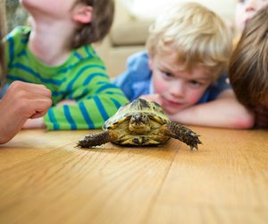 Wo leben Schildkröten? Die Lebensräume der Tiere mit Panzer