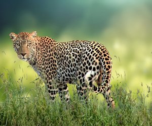 Tiere mit L. Kennst du sie?