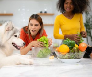Teste dein Wissen: Darf dein Hund diese Lebensmittel essen?