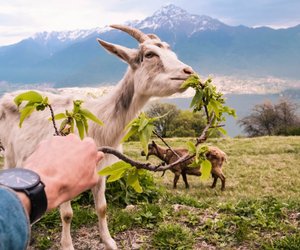 Was fressen Ziegen? So darfst du sie füttern
