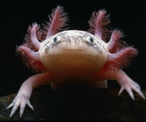 Nur wahre Tierfreunde punkten im Axolotl‑Wissensquiz!