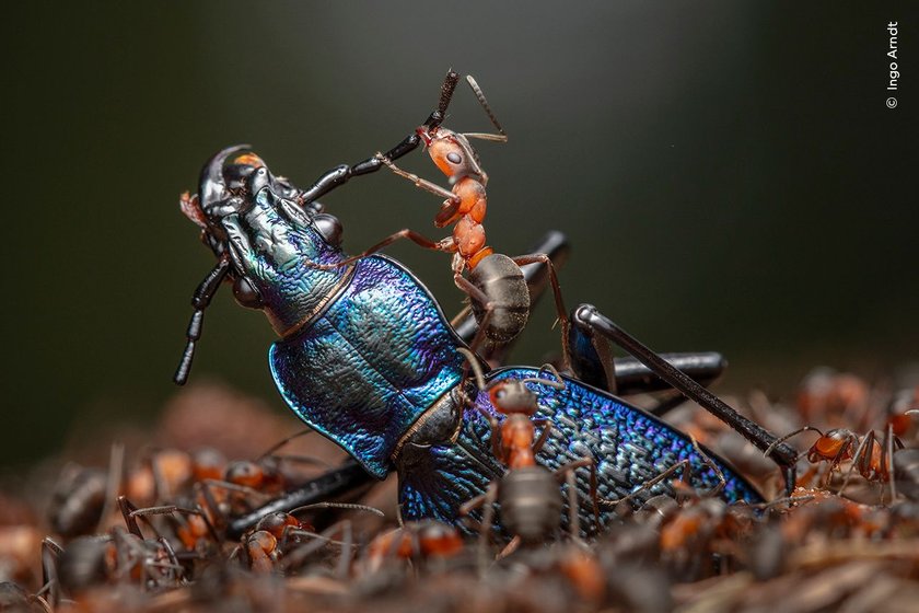 Ingo Arndt documents the efficient dismemberment of a blue ground beetle by red wood ants. 