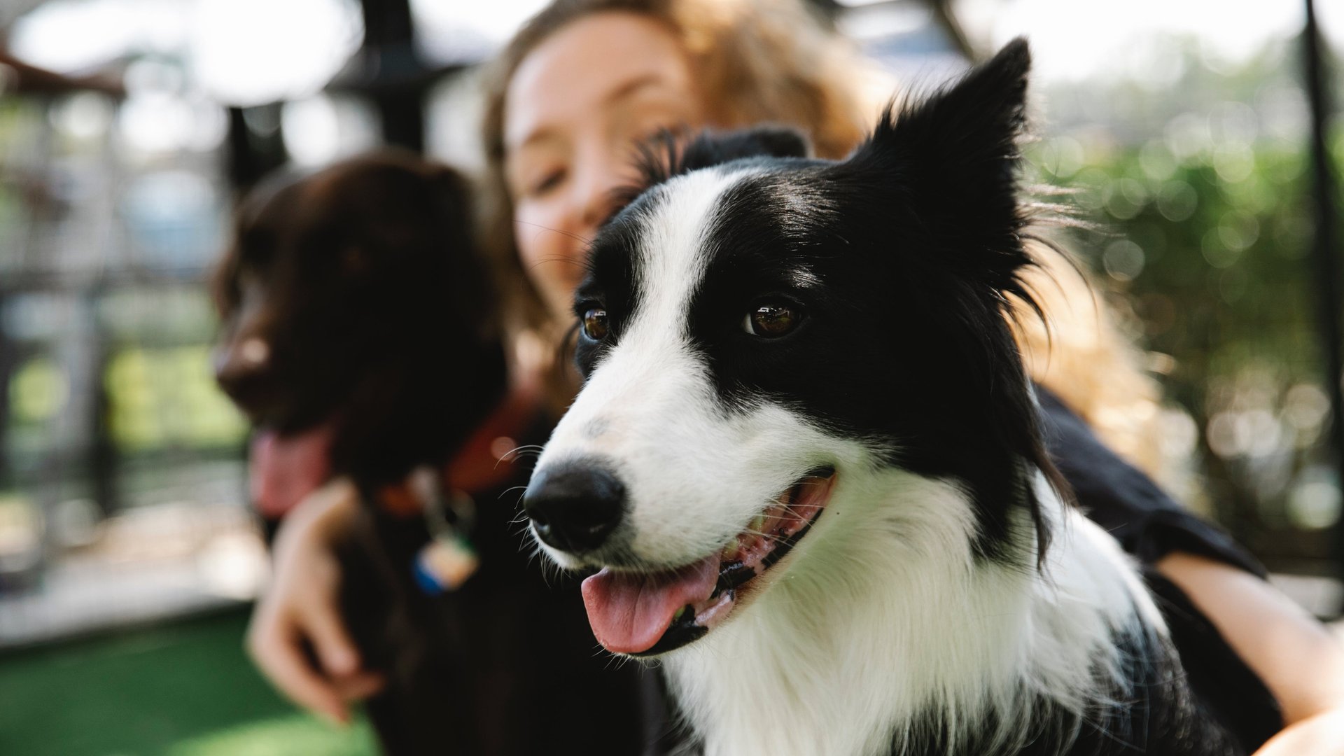Dürfen Hunde Linsen fressen? Darauf musst du achten