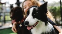Dürfen Hunde Linsen fressen? Darauf musst du achten