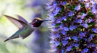 Wo leben Kolibris und was macht die kleinen Vögel einzigartig?