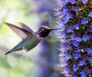 Wo leben Kolibris und was macht die kleinen Vögel einzigartig?