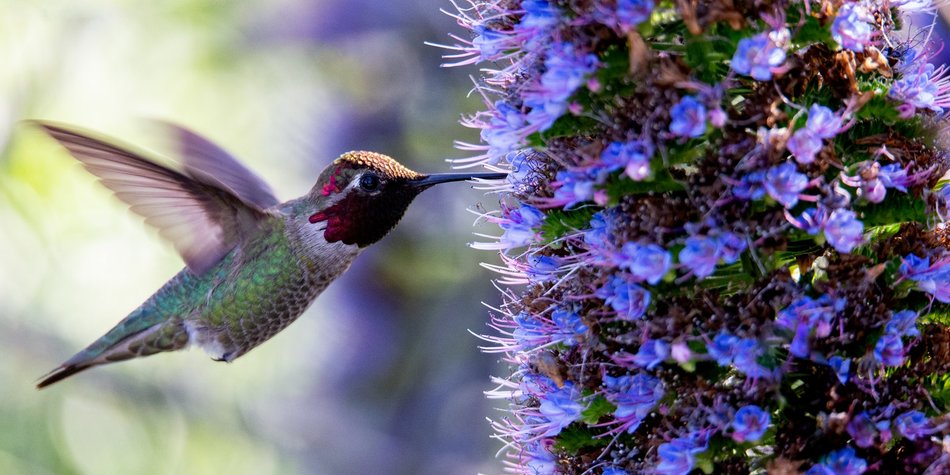 Wo leben Kolibris und was macht die kleinen Vögel einzigartig?
