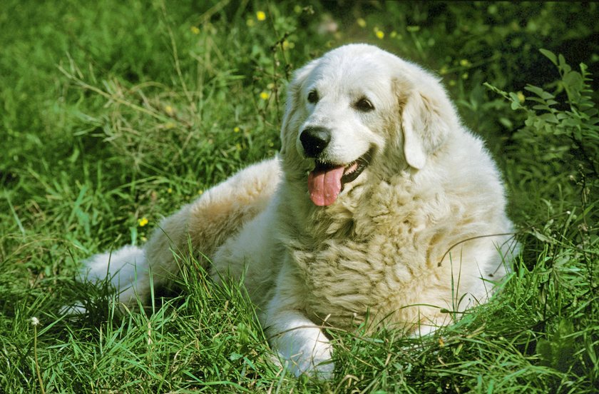 Großer Pyrenäenhund oder Pyrenäenberghund liegt im Gras und hechelt.