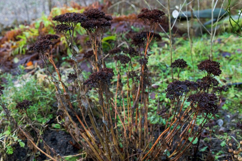 Naturgarten, verbluehte und vertrocknete Pflanzen werden den Winter ueber stehen gelassen, dienen als Unterschlupf fuer Insekten 