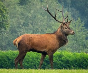 Was ist der Unterschied zwischen Damwild und Rotwild?