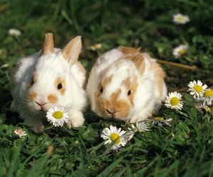 Dürfen Kaninchen Gänseblümchen essen? Das musst du beachten