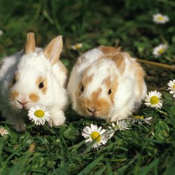 Dürfen Kaninchen Gänseblümchen essen? Das musst du beachten