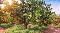 Pomelo und Schwangerschaft: Ist die Zitrusfrucht für Schwangere gesund?