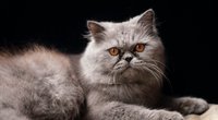 Wie alt können Katzen werden? Hauskatzen versus Freigänger