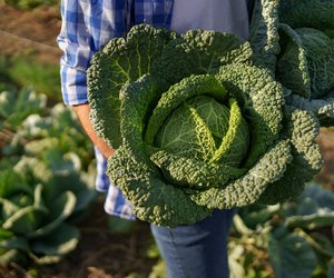 Wirsing und Stillen: Ist er gesund für dich und dein Baby?