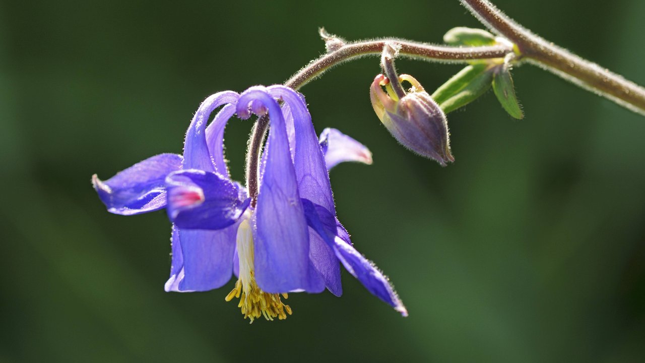 Die Akelei bietet mit ihren zarten Blüten einen tollen Blickfang im Garten.