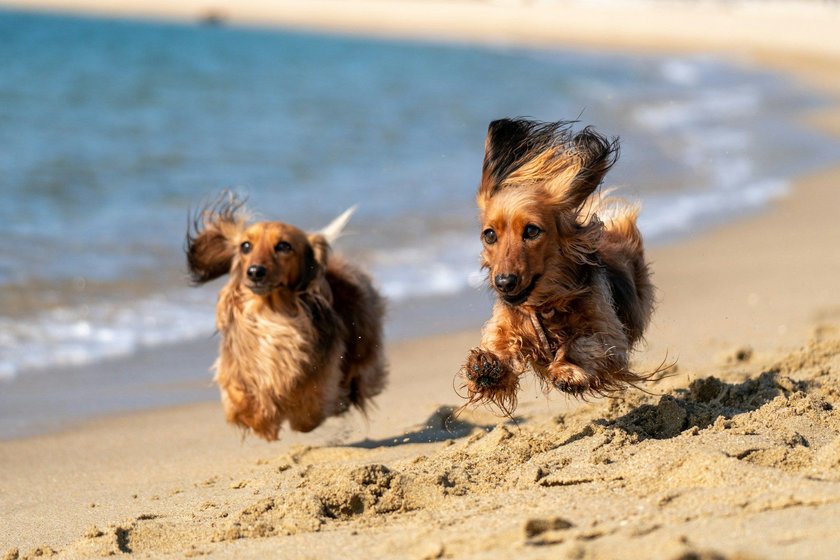 Lasst eure Hunde am Strand Norden-Norddeich entlangfetzen.