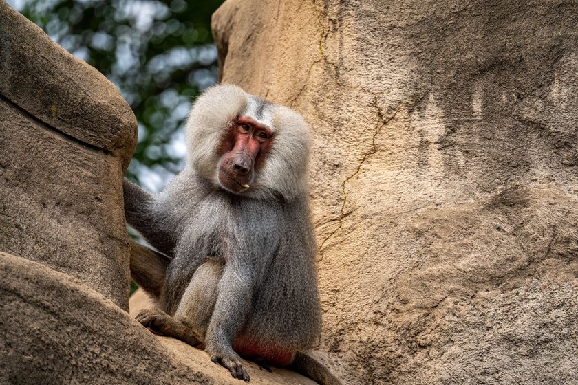 Pavian im Kölner Zoo