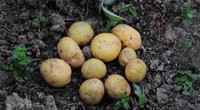 Mit diesem praktischen Tipp halten sich Kartoffeln lange