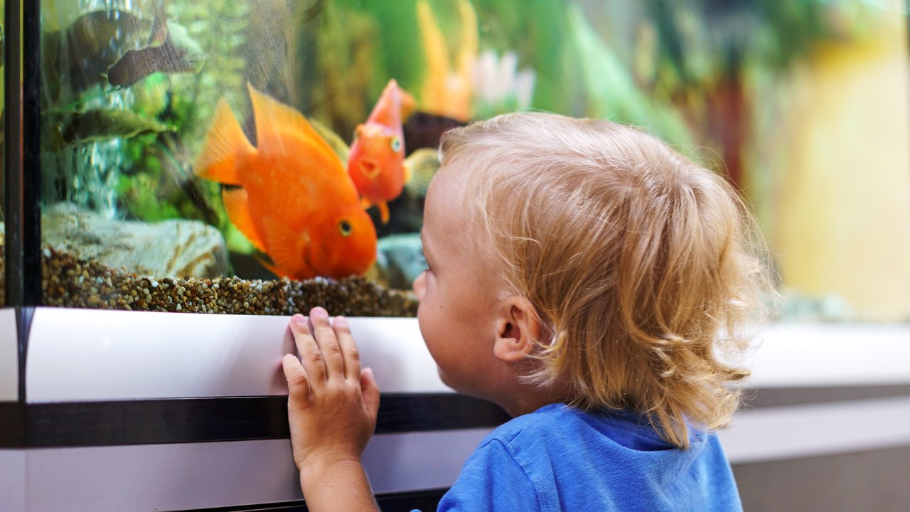 Pflegeleichte Haustiere für Kinder