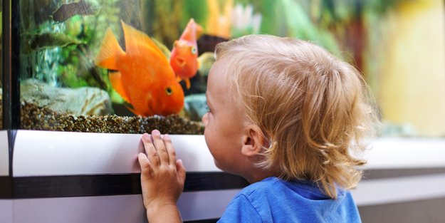 4 pflegeleichte Haustiere, die wenig Arbeit, aber trotzdem glücklich machen