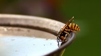 Wie lange leben Wespen? Für Kinder erklärt