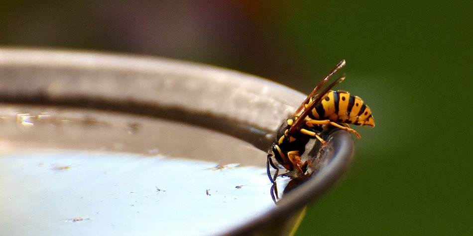 Wie lange leben Wespen? Für Kinder erklärt