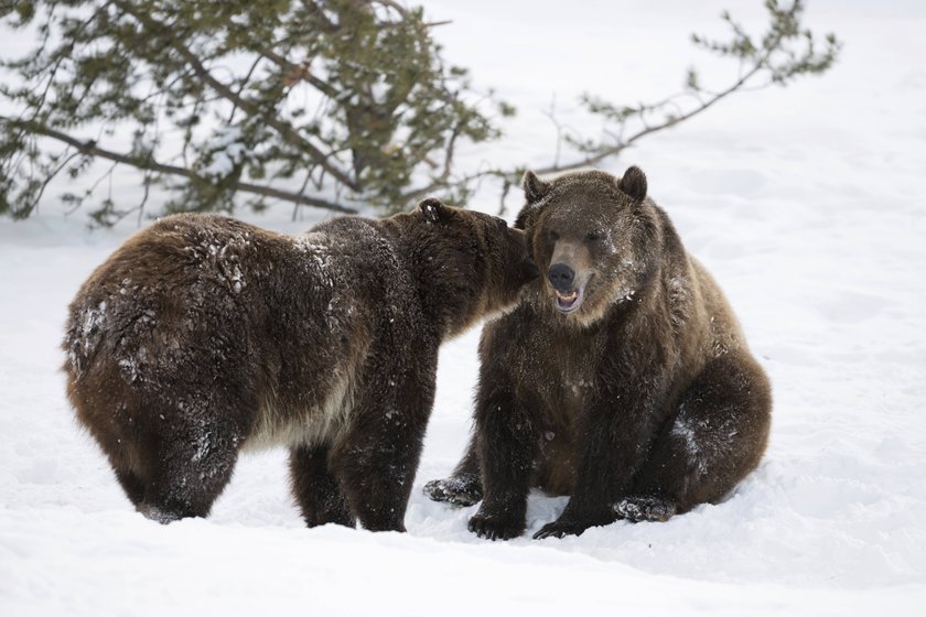 Zwei Grizzlybären im Winter