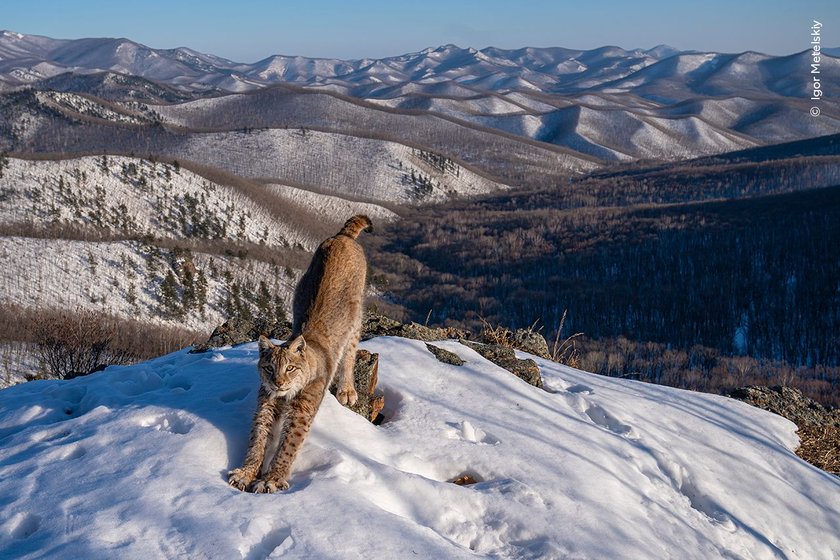 Igor Metelskiy shows a lynx stretching in the early evening sunshine, its body mirroring the undulating wilderness. 