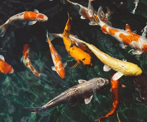 Trinken Fische Wasser? Für Kinder erklärt