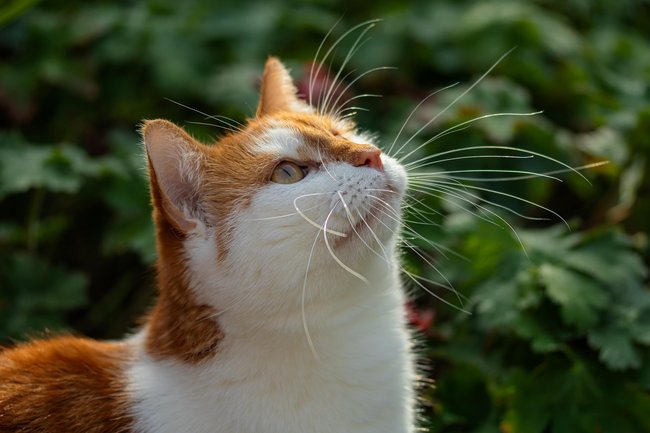 Eine Katze, die ihre Schnurrhaare aufstellt