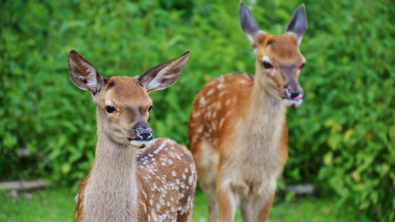 Rehe gehören zu den bekanntesten Tieren mit "R".