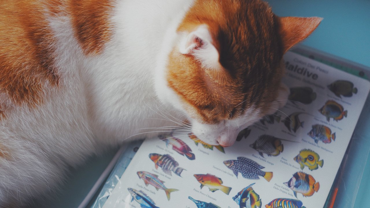 Katzen lieben Fisch und auch Thunfisch ist für sie verlockend.
