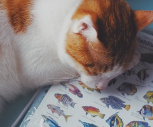 Dürfen Katzen Thunfisch essen oder ist er gefährlich?