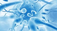 Sperma-Allergie: Wenn Spermien zum Feind werden