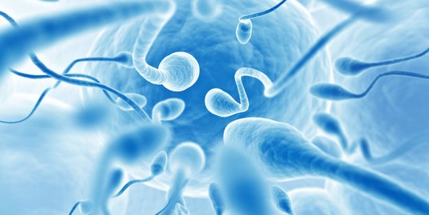 Sperma-Allergie: Wenn der weibliche Körper sich gegen die Spermien wehrt