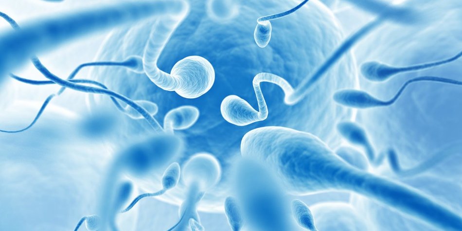 Sperma-Allergie: Wenn Spermien zum Feind werden